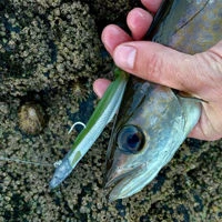Westin Sandy Andy Jigs